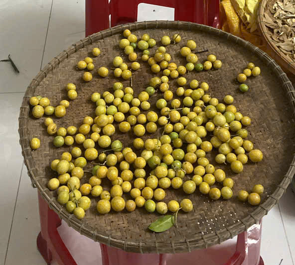 Vườn ươm cây giống