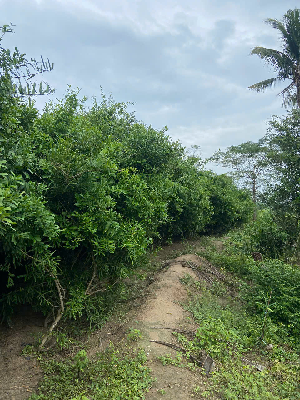 Vườn dược liệu