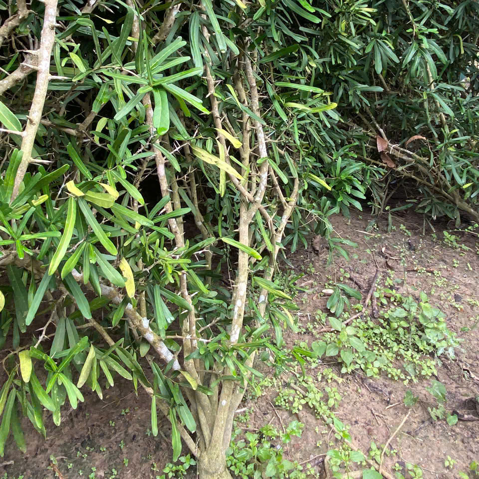 Cây giống Xáo Tam Phân