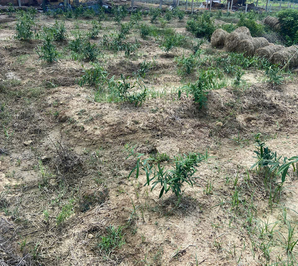 Cây giống Xáo Tam Phân